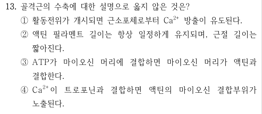 13. 골격근의 수축에 대한 설명으로 옳지 않은 것은? ①활동전위가 개시되면 근소포체로부터 Ca²⁺ 방출이 유도된다. ②액틴 필라멘트 길이는 항상 일정하게 유지되며, 근절 길이는 짧아진다. ③ATP가 마이오신 머리에 결합하면 마이오신 머리가 액틴과 결합한다. ④Ca²⁺이 트로포닌과 결합하면 액틴의 마이오신 결합부위가 노출된다.