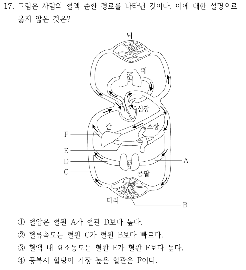 17. 그림은 사람의 혈액 순환 경로를 나타낸 것이다. 이에 대한 설명으로 옳지 않은 것은? 그림 설명: 뇌는 위쪽, 폐와 심장은 중앙 위쪽, 간과 소장 및 콩팥은 그 아래, 다리는 맨 아래에 있다. 화살표는 혈액의 흐름을 나타낸다. 심장에서 화면 오른쪽 큰 혈관으로 나간 혈액은 뇌, 간, 소장, 콩팥, 다리 쪽으로 흐르며, 화면 왼쪽 큰 혈관은 각 부위에서 심장으로 돌아온다. 폐와 심장 사이에는 별도의 순환 경로가 있다. A는 오른쪽 큰 혈관에서 콩팥으로 들어가는 가지, B는 다리의 그물 모양 혈관, C는 다리에서 심장 쪽으로 향하는 왼쪽 큰 혈관의 콩팥 아래 구간, D는 콩팥에서 왼쪽 큰 혈관으로 돌아가는 가지이다. E는 소장에서 간으로 향하는 혈관이고, F는 간에서 나와 심장으로 돌아가는 쪽 혈관이다. ①혈압은 혈관 A가 혈관 D보다 높다. ②혈류속도는 혈관 C가 혈관 B보다 빠르다. ③혈액 내 요소농도는 혈관 E가 혈관 F보다 높다. ④공복시 혈당이 가장 높은 혈관은 F이다.