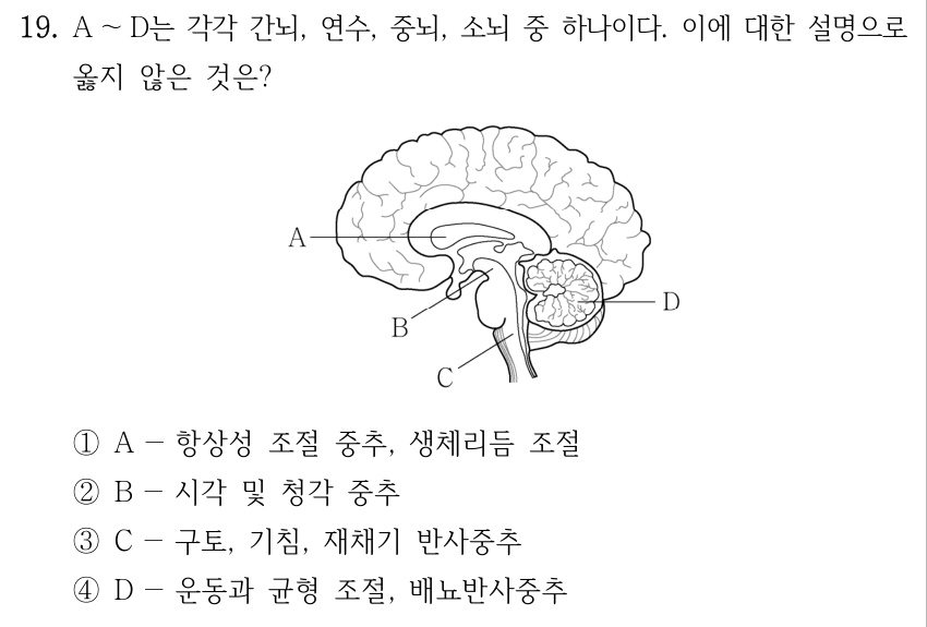 19. A ～D는 각각 간뇌, 연수, 중뇌, 소뇌 중 하나이다. 이에 대한 설명으로 옳지 않은 것은? 그림 설명: 사람 뇌의 옆면 단면도이다. 대뇌가 위쪽을 크게 차지하고, 뒤쪽 아래에 작은 주름 모양 구조가 있으며 아래로 뇌줄기가 이어진다. A의 지시선은 대뇌 아래 중앙 부분을, B는 그 아래 뇌줄기의 위쪽 부분을, C는 B보다 아래에서 척수로 이어지는 뇌줄기 부분을, D는 뒤쪽 아래의 작은 주름 모양 구조를 가리킨다. ①A －항상성 조절 중추, 생체리듬 조절 ②B －시각 및 청각 중추 ③C －구토, 기침, 재채기 반사중추 ④D －운동과 균형 조절, 배뇨반사중추
