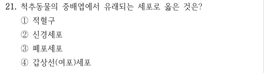 21. 척추동물의 중배엽에서 유래되는 세포로 옳은 것은? ①적혈구 ②신경세포 ③폐포세포 ④갑상선(여포)세포