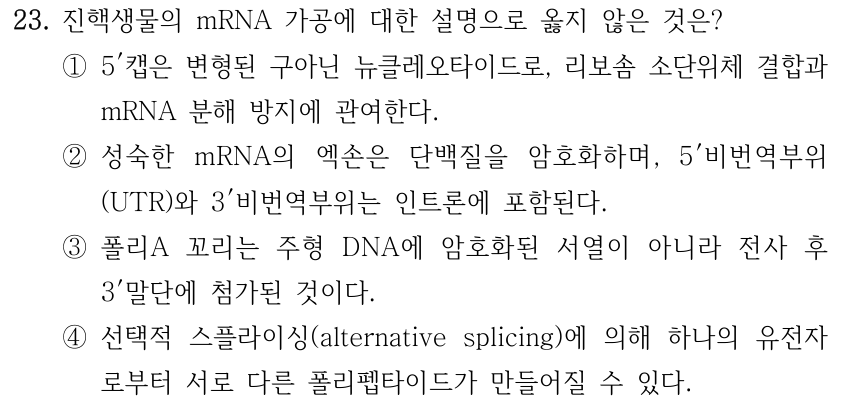 23. 진핵생물의 mRNA 가공에 대한 설명으로 옳지 않은 것은? ①5′캡은 변형된 구아닌 뉴클레오타이드로, 리보솜 소단위체 결합과 mRNA 분해 방지에 관여한다. ②성숙한 mRNA의 엑손은 단백질을 암호화하며, 5′비번역부위 (UTR)와 3′비번역부위는 인트론에 포함된다. ③폴리A 꼬리는 주형 DNA에 암호화된 서열이 아니라 전사 후 3′말단에 첨가된 것이다. ④선택적 스플라이싱(alternative splicing)에 의해 하나의 유전자 로부터 서로 다른 폴리펩타이드가 만들어질 수 있다.