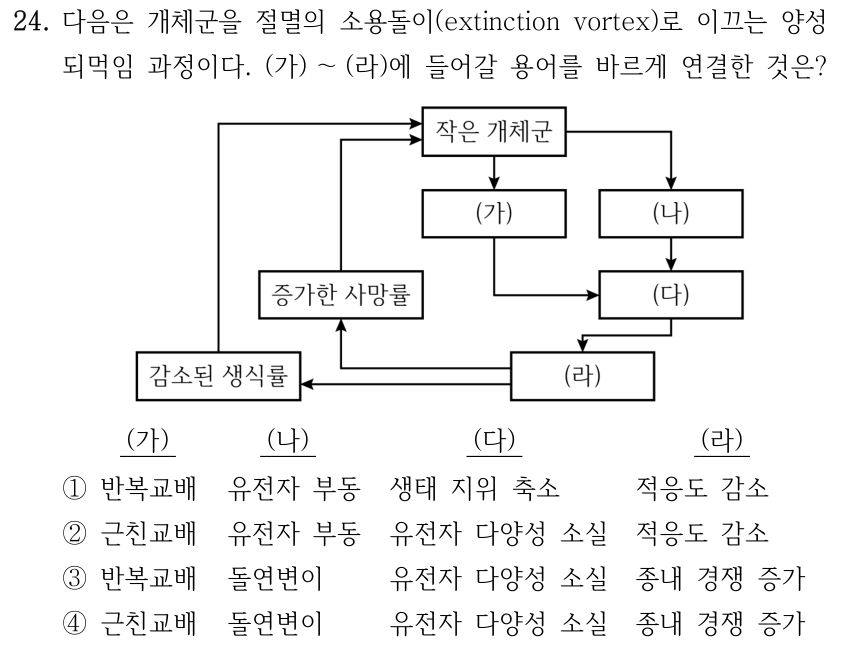 24. 다음은 개체군을 절멸의 소용돌이(extinction vortex)로 이끄는 양성되먹임 과정이다. (가)∼(라)에 들어갈 용어를 바르게 연결한 것은? 도식 설명: 작은 개체군에서 (가)와 (나)로 각각 화살표가 향한다. (가)와 (나)는 모두 (다)로 이어지고, (다)는 (라)로 이어진다. (라)에서 감소된 생식률과 증가한 사망률로 각각 이어지며, 두 상자에서 작은 개체군으로 돌아가는 화살표가 있다. 선택지의 열 순서는 (가), (나), (다), (라)이다. ① 반복교배, 유전자 부동, 생태 지위 축소, 적응도 감소 ② 근친교배, 유전자 부동, 유전적 다양성 소실, 적응도 감소 ③ 반복교배, 돌연변이, 유전적 다양성 소실, 종내 경쟁 증가 ④ 근친교배, 돌연변이, 유전적 다양성 소실, 종내 경쟁 증가