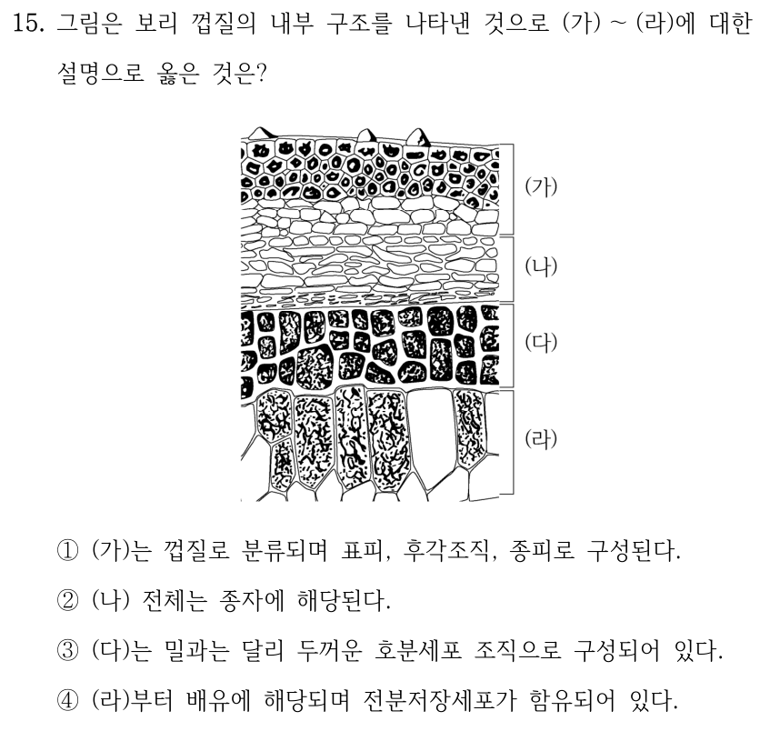 15. 그림은 보리 껍질의 내부 구조를 나타낸 것으로 (가)~(라)에 대한 설명으로 옳은 것은? [그림: 위에서 아래로 작은 세포들(가), 가로로 길고 납작한 세포들(나), 진하게 그려진 여러 줄의 다각형 세포들(다), 길쭉한 내부 세포들(라)이 순서대로 표시된 단면 그림이다.] ①(가)는 껍질로 분류되며 표피, 후각조직, 종피로 구성된다. ②(나) 전체는 종자에 해당된다. ③(다)는 밀과는 달리 두꺼운 호분세포 조직으로 구성되어 있다. ④(라)부터 배유에 해당되며 전분저장세포가 함유되어 있다.