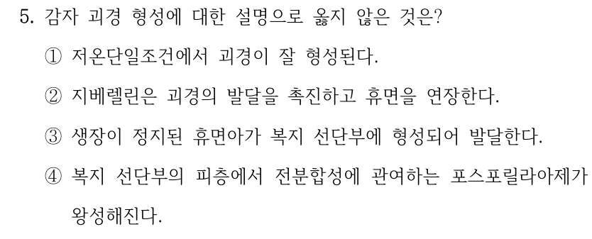 5. 감자 괴경 형성에 대한 설명으로 옳지 않은 것은? ①저온단일조건에서 괴경이 잘 형성된다. ②지베렐린은 괴경의 발달을 촉진하고 휴면을 연장한다. ③생장이 정지된 휴면아가 복지 선단부에 형성되어 발달한다. ④복지 선단부의 피층에서 전분합성에 관여하는 포스포릴라아제가 왕성해진다.