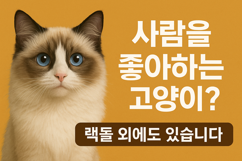 성격 좋은 고양이 종류